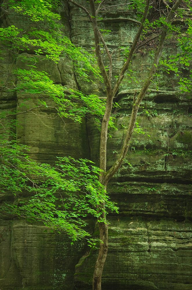Kaskaskia Canyon-Starved Rock State Park-LaSalle County-Illinois art print by Alan Majchrowicz for $57.95 CAD